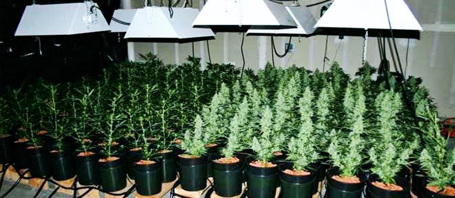 Hand Trimming Marijuana VS Machine Trimming Marijuana