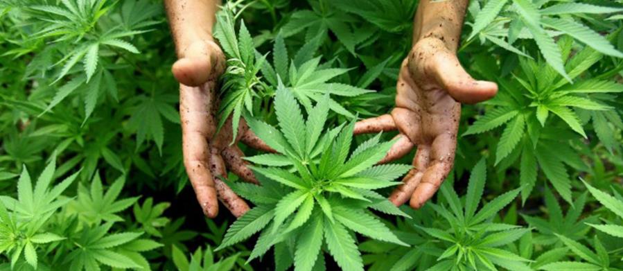 CANNABIS CULTIVATION LEASING COMPANIES: HUGE BOOST IN GROWTH