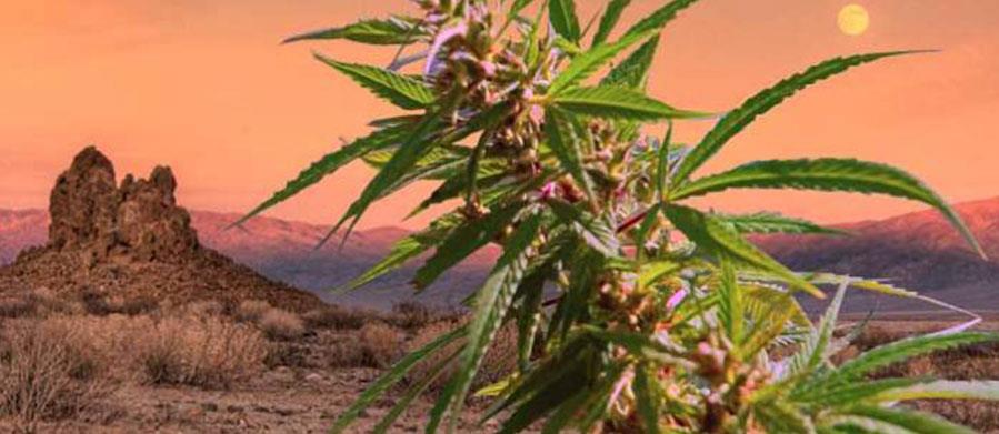 DESERT HOT SPRINGS IN CALIFORNIA CELEBRATES HISTORIC OPENING OF FIRST CULTIVATION FACILITY
