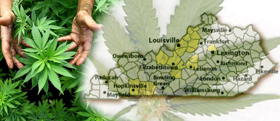 KENTUCKY’S NOW THE LEADER FOR HEMP CULTIVATION IN TERMS OF APPLICATIONS