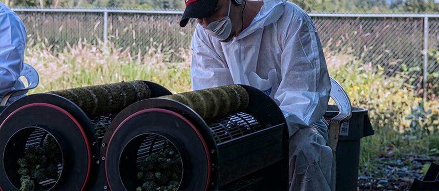 WHY MJ GROWERS ARE NOW RELYING ON AUTOMATIC TRIMMING MACHINES VS. HAND TRIMMING