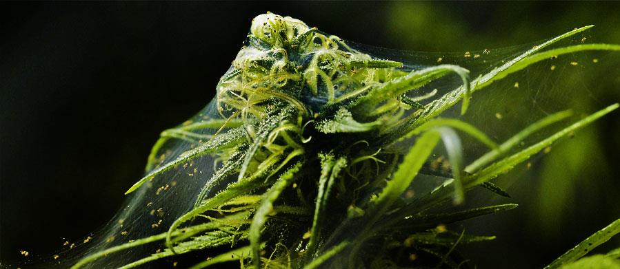 CALIFORNIA CANNABIS – THE TANGLED WEB OF LEGALIZATION