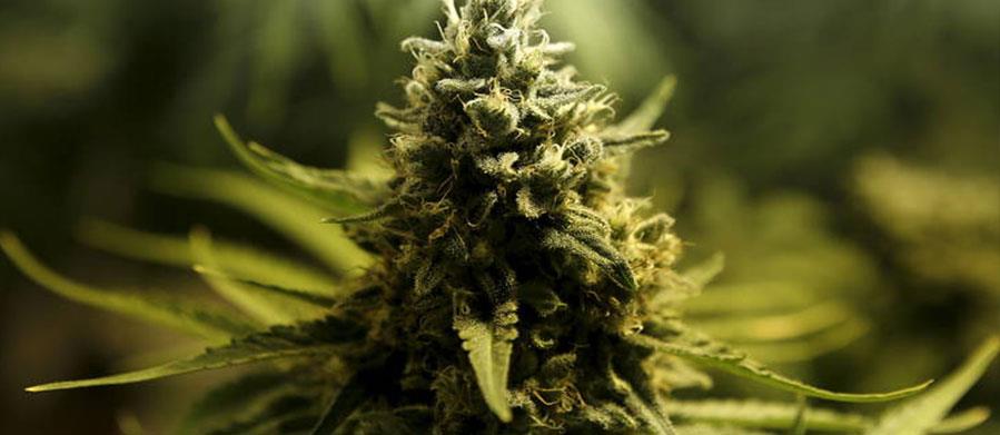 THE “TIPPING POINT” FOR CANNABIS LEGALIZATION IN THE UNITED STATES