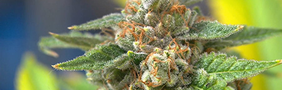 Industry Leader’s Tips & Tricks to Ensure Marijuana THC Crystals Remain On the Buds