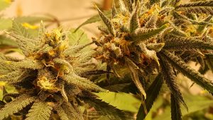 Colored pistils