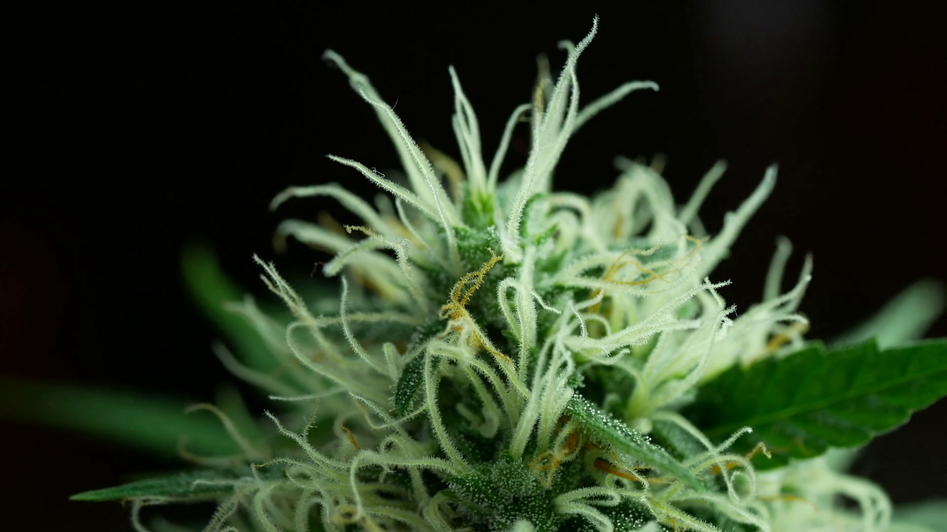 What’s Next? Step-By-Step Guide on When to Harvest Cannabis