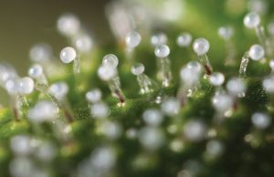 Cloudy trichomes