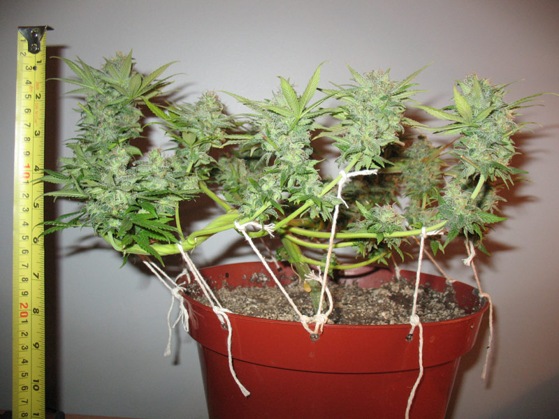 Low-stress cannabis training