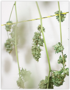 How To Dry Marijuana - Hanging