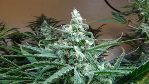 Female marijuana, white pistils