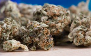 Dry & cure for the best buds