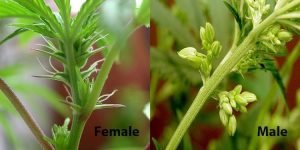 Sexing your marijuana plants