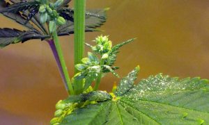 Male cannabis pollen on leaf
