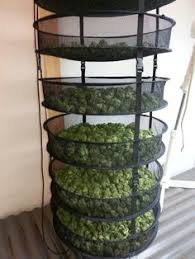 How to Dry Marijuana - Rack