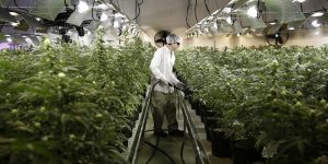 Commercial Cannabis Harvesting
