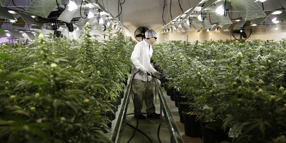 Do’s and Don’ts of Commercial Cannabis Harvesting