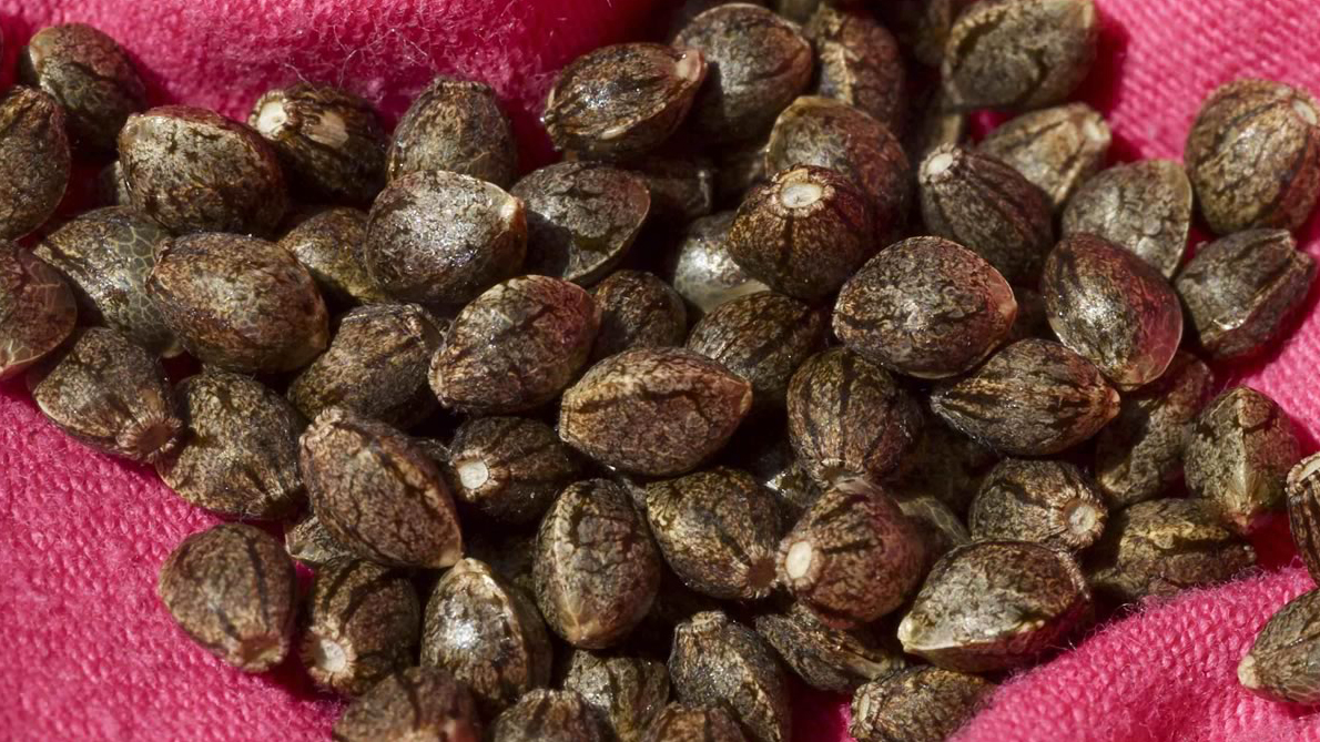 Marijuana seeds