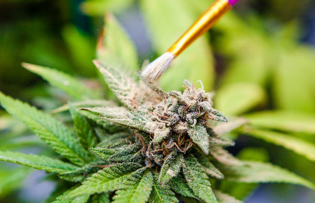 Learn How To Breed Your Own Marijuana Strains At Home