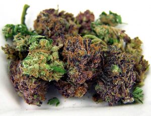 Healthy flavorful bud