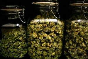 How to Cure Marijuana
