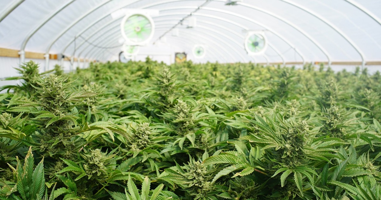 Commercial cannabis harvesting