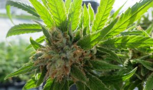 growing cannabis outdoors