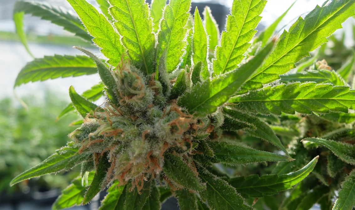growing cannabis outdoors