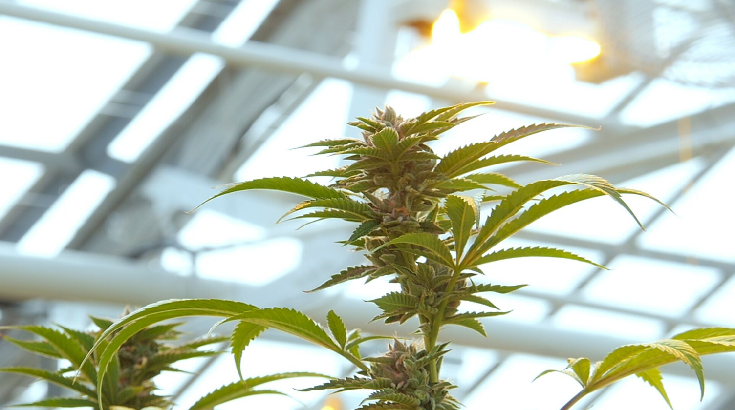 Designing a grow room