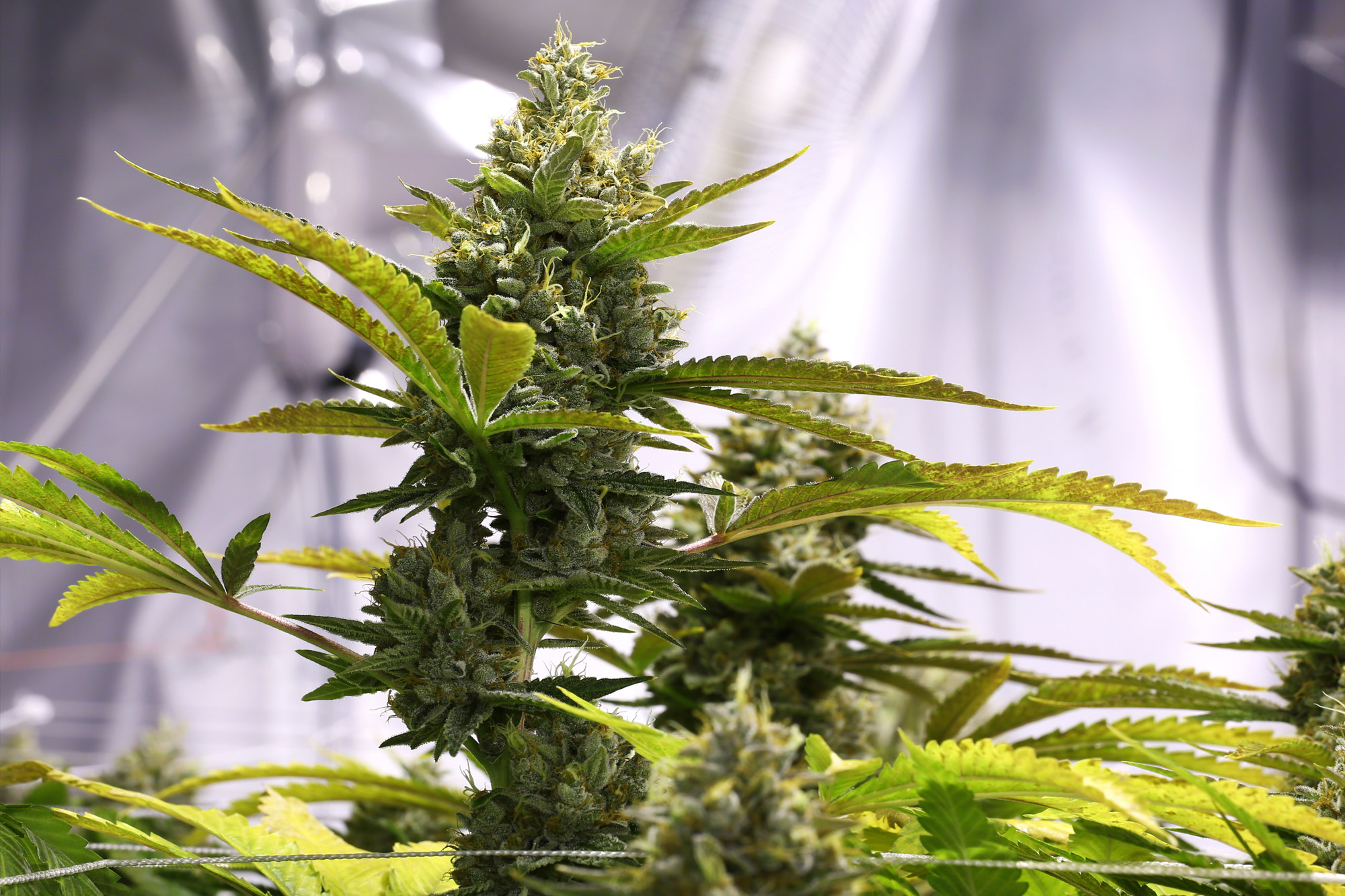 Designing an Ideal Grow Room