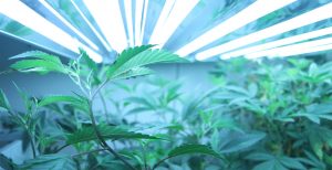 Mistakes Made by Cannabis Growers