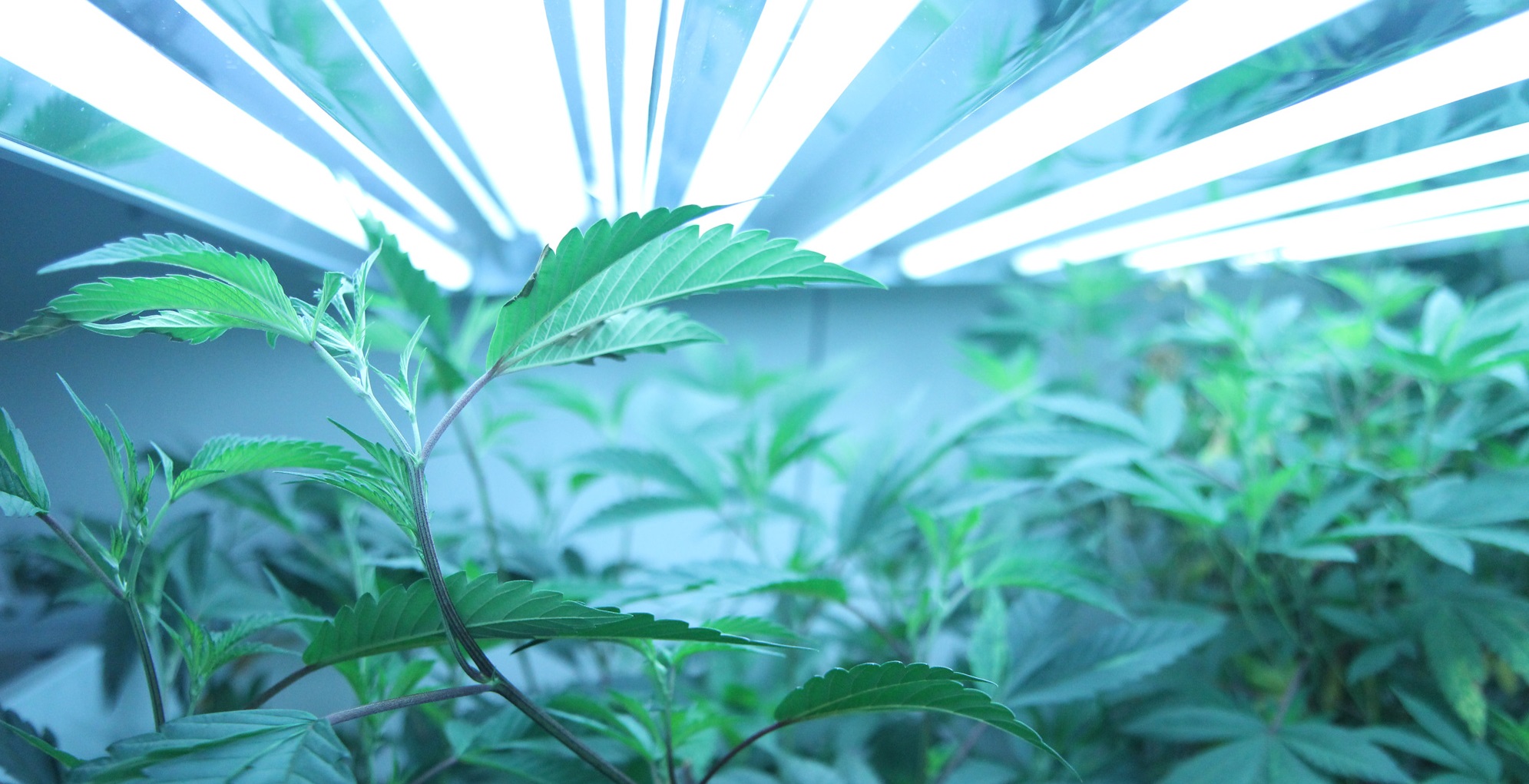 Mistakes Made by Cannabis Growers