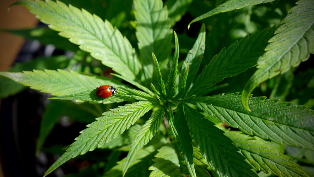 growing cannabis indoors vs outdoors