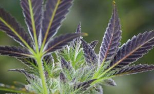 growing cannabis indoors vs outdoor