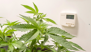 Designing a grow room