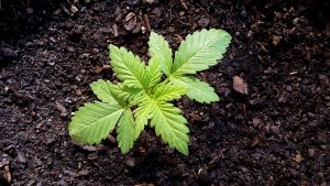 Mistakes Made by Cannabis Growers