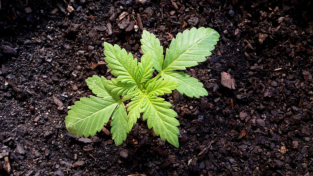 Mistakes Made by Cannabis Growers