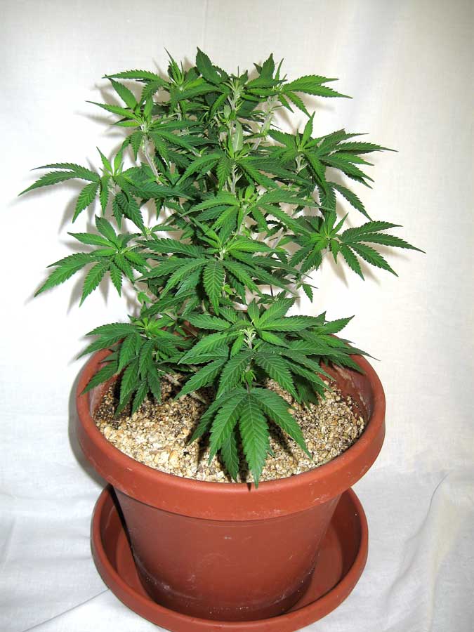 Designing a grow room