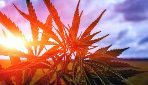 growing cannabis outdoors