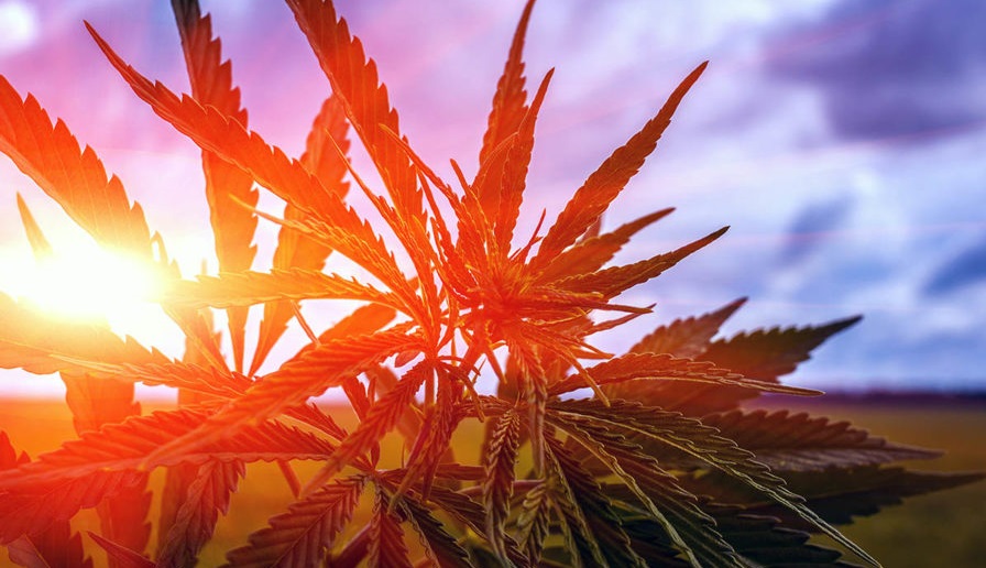 Beginners Guide to Growing Cannabis Outdoors