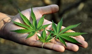 Mistakes Made by Cannabis Growers