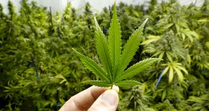 Mistakes Made by Cannabis Growers