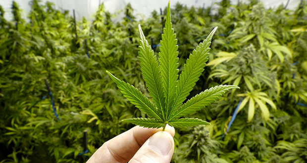 7 Major Mistakes Made by Cannabis Growers
