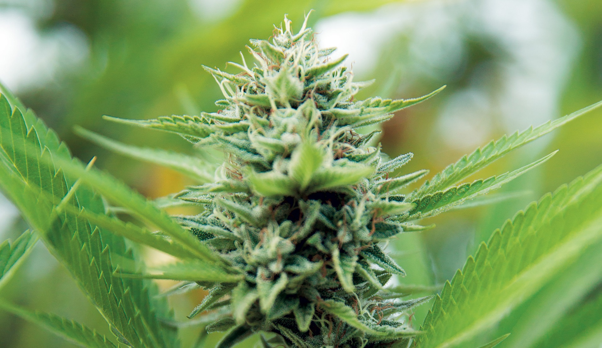 Sustainable Gardening Practices for Cannabis