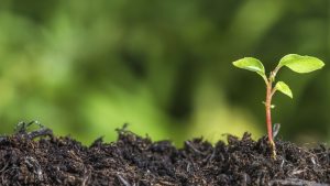 growing cannabis outdoors