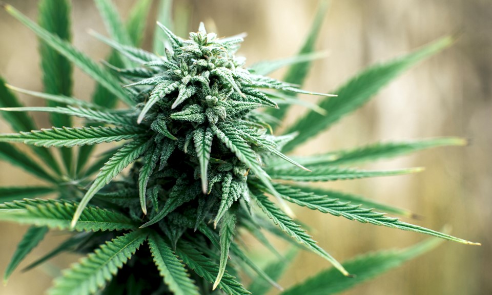 Making The Most of Cannabis Grow Limits