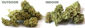 growing cannabis indoors vs outdoor