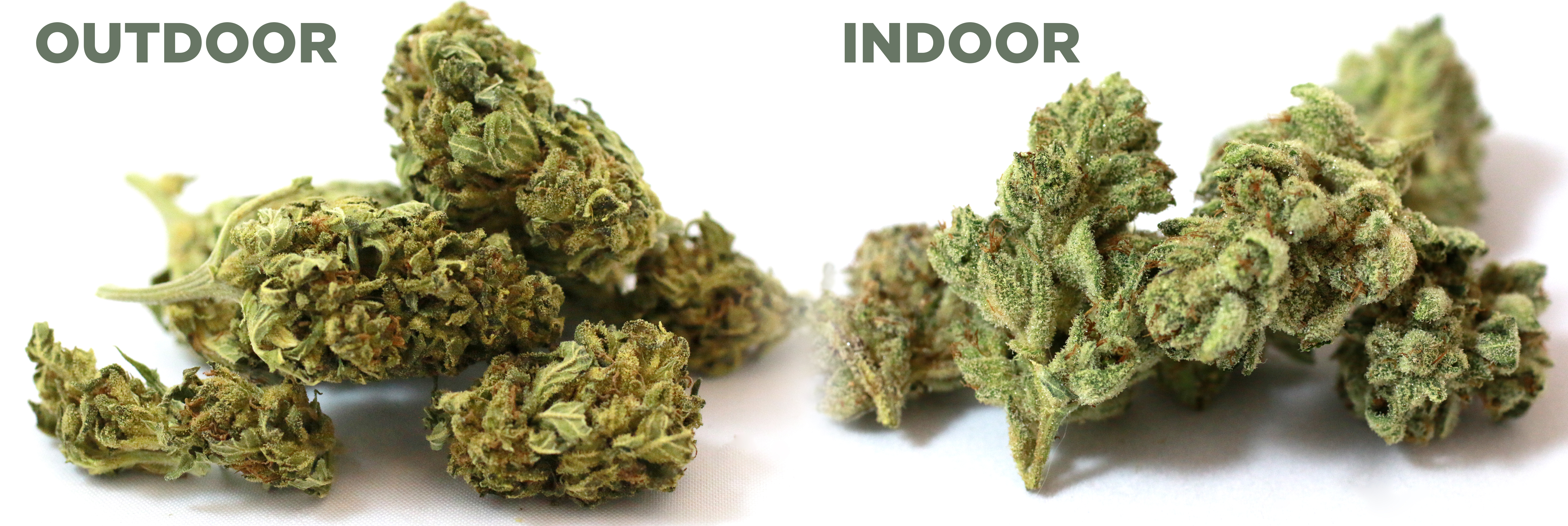 growing cannabis indoors vs outdoors