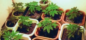 Designing a grow room