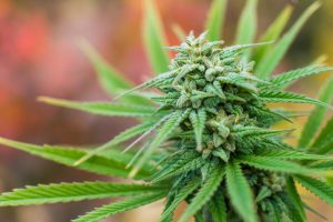 growing cannabis indoors vs outdoors