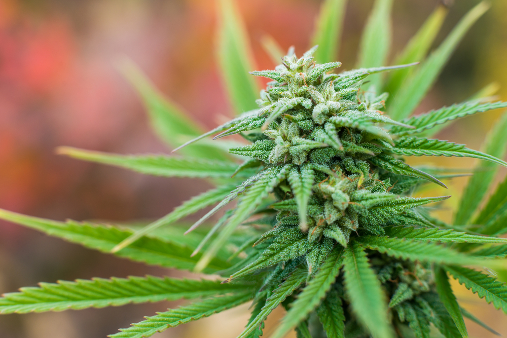 Key Differences Of Growing Cannabis Indoors vs Outdoors
